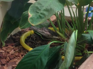 Kings Canyon & Alice Springs-096